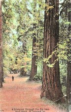 Muir Woods to Mount Tamalpais National Monument California Vtg Postcard 40A picture