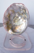 Vintage Red Abalone Shell Seashell On Lucite Acrylic Display Desk  6.25 Inch picture