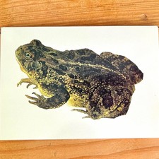 Karl Bodmer Frog Postcard Divided Back Unposted Joslyn Art Museum picture