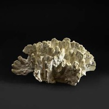 Natural Green Fire Coral (4.5