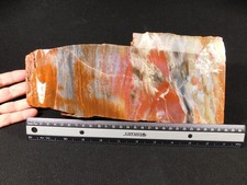 Nice BARK BIG Polished Petrified RAINBOW WOOD Fossil Arizona 2313gr picture