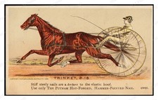 1881 Putnam Nail Advertising Horse Penny-Farthing Standard Postcard picture