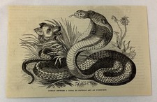1882 magazine engraving ~ COMBAT BETWEEN A COBRA DE CAPELLO AND ICHNEUMON picture
