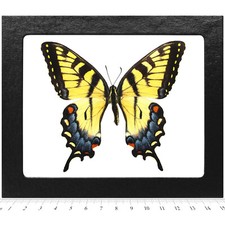 Papilio glaucus FEMALE yellow black striped swallowtail butterfly Indiana FRAMED picture