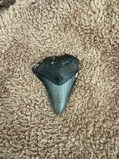 Real Megalodon Shark Tooth 3.10” Big Fossil Shark Teeth From NC picture