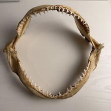 Vintage Real Shark Jaw - Natural Bone - Display Collectible picture