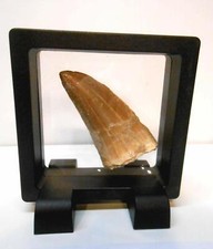 Genuine Huge Mosasaur Dinosaur Tooth Fossil from Near Khourigba,Morocco,N.Africa picture