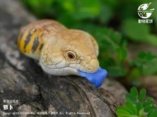 Animal Heavenly Body Tiliqua Scincoides Blue-Tongued Skink Statue picture