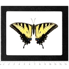 Papilio glaucus MALE RESTING POSE yellow black swallowtail butterfly FRAMED picture