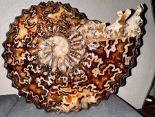 13.03 lb. 5910 gr.  Ammonite Fossil   #57 picture