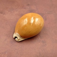 Golden Cowrie Seashell Callistocypraea aurantium (1 shell approx. 3.25+ inches) picture