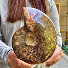 2.53LB Rare natural polished Natural conch fossil specimens of Madagascar picture