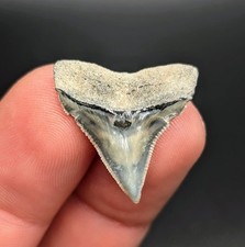 Stunning Large Bull Shark Tooth Central Florida Gem picture