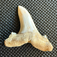 Jaekelotodus trigonalis Fossil Tooth 1.4” – Extinct Sand Tiger Shark – Kazakhsta picture