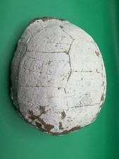 Turtle Shell Fossil High Quality - Unknown Locality picture