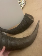 Pair of Large Black Bull Horns - Animal Theme Decorative Horns Set picture
