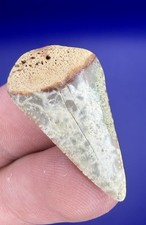 Light Colored GREAT WHITE Shark Tooth Fossil 1.23” from California picture