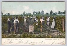 1906 New York Grape Belt Welch's Juice Postcard Chautauqua County picture