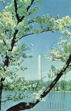 Washington Monument Cherry Blossoms Washington DC Vintage Postcard picture