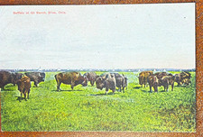 Buffalo on 101 Ranch, Oklahoma Buffalo Postcard. Posted Divided Back Lithograph picture