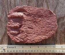 Own a dorsum-side (top of manus) footprint. picture
