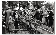 Vintage‑STYLE NEW ART 1930's RPPC-SQUIRREL FEEDING FRENZY, ASHLAND OHIO-FAUX picture