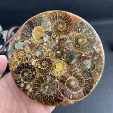 1PC 100G+ Natural Ammonite Disc Fossil Conch Specimen Reiki Healing +Stand picture
