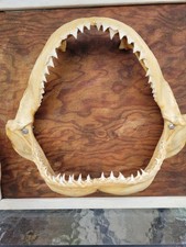 VINTAGE TAXIDERMY 11