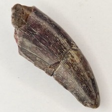 Megalosaurid (Afrovenator?) 1.56