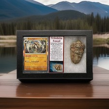 Kabutops Holo Pokémon Card With Large Tribolite Fossil (Calymene) In Display picture