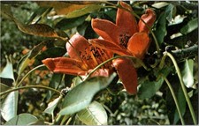 Vintage Kapok Tree Inn Postcard Floral Close-Up Clearwater Florida picture