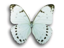 WOW Real Beautiful Morpho Luna LARGE Butterfly Insect Unmounted USA SHIP picture