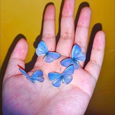 10 Real Small Blue Butterfly Specimens Spread Wings A1/A- Boxed 2.5-3cm picture