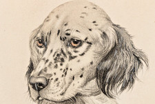 SIGNED ANTIQUE PRINT ENGLISH SETTER FRENCH LEON DANCHIN LITTLE SETTER HEAD 9x11 picture