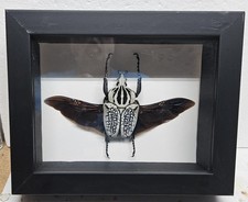 Real Framed Goliath Beetle male (Goliathus Orientalis) from Camaroon picture