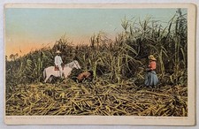Cuban Sugar Plantation 1904 Detroit Photographic Postcard 8278 Cutting Cane Vtg picture