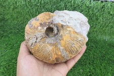 Authentic Nautilus Ammonite Fossil – Cretaceous Period Specimen from Morocco  picture