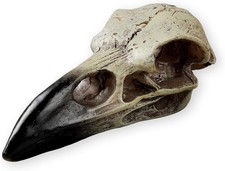 Halloween Raven Skull, Gothic Raven Decor Statue Animal Skull, Fake Bone Decor C picture