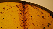 Rare and beautiful burmite amber with plant inclusion picture