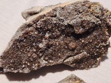 6 PIECE LOT Brilliant Petrified Fossil Wood Smoky Quartz Crystal Alabama picture