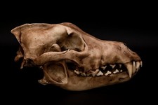 Dire Wolf Skull Replica – Life Size Prehistoric Canine Display Model picture