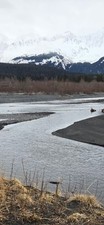 5 Lbs Of Gold Paydirt Unsearched Full of Alaskan Gold Flakes  Guaranteed Gold picture