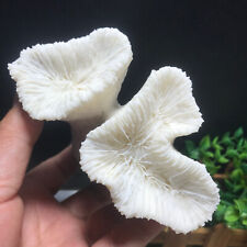 128g Natural Real Coral White Reef Aquarium Decor Coral home decoration 50 picture