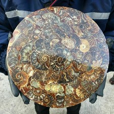 TOP！10Inch Natural Ammonite Disc Fossil Conch Specimen Healing 1PC 800g-1000g. picture