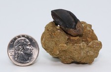Triceratops fossil Tooth partial roots 1.2