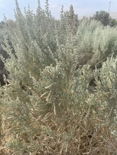 16oz Fresh Cut Sage Artemisia Tridentata Sagebrush SMUDGING cut/ship same day picture