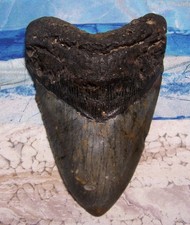 MEGALODON Shark Tooth 5 1/2