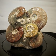 11.88LB Natural large beautiful ammonite fossil, conch crystal specimen healing picture