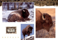 POSTCARD Buffalo Wyoming Wildlife Bison WY UNP picture