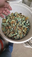 Stabilized Blue-green turquoise with brown matrix  (By The Pound) 1/2